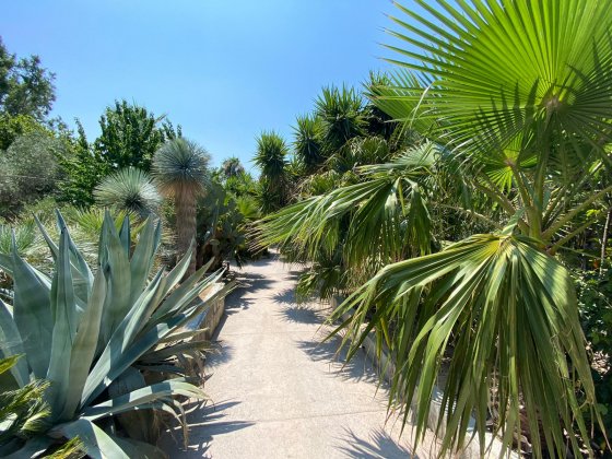 palmen natur kroatien